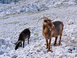 Goats foraging on white limestone scree below the Picu Urriellu